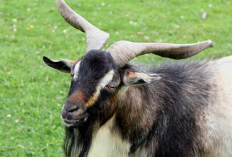 The Livestock Conservancy Microgrants: Fencing to Natural Disaster Relief
